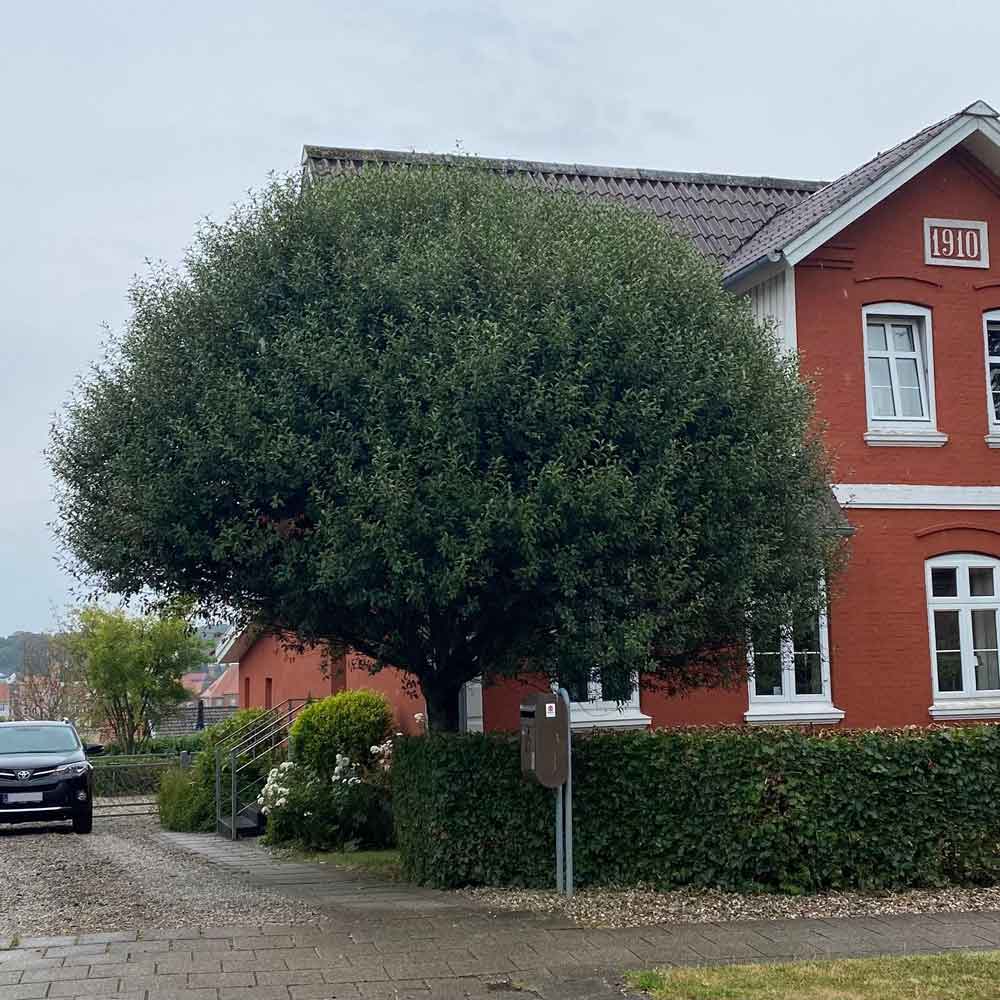 dyrelaegen-foer