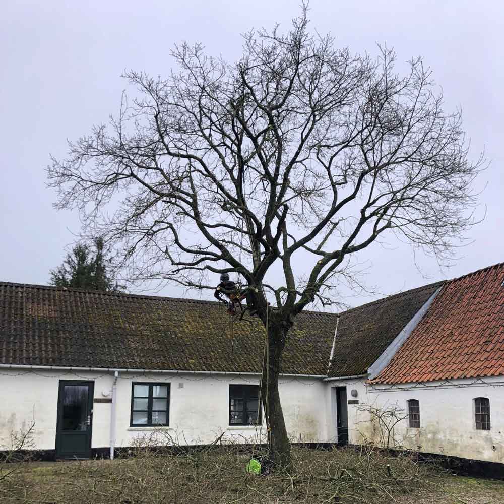 kronereduktion-egetrae-efter